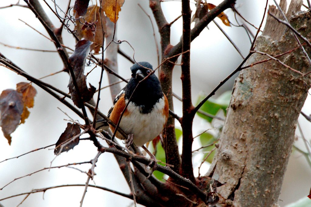 Spotted Towhee.jpg - Spotted Towhee photographed by Sabrina Nicholson